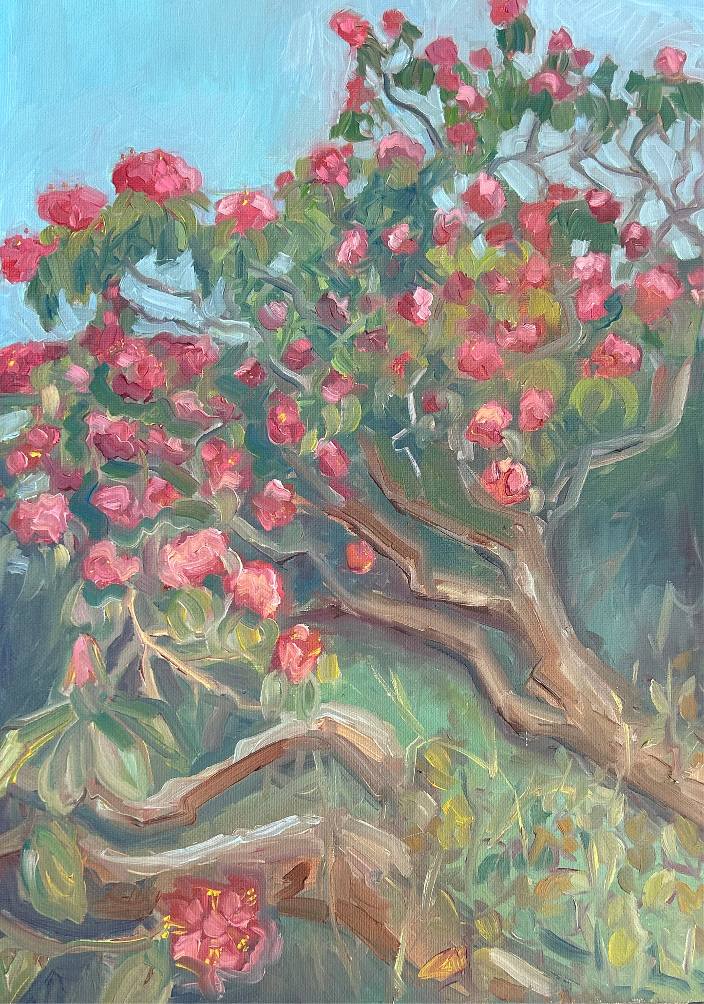 Rhododendron in Dulwich Park