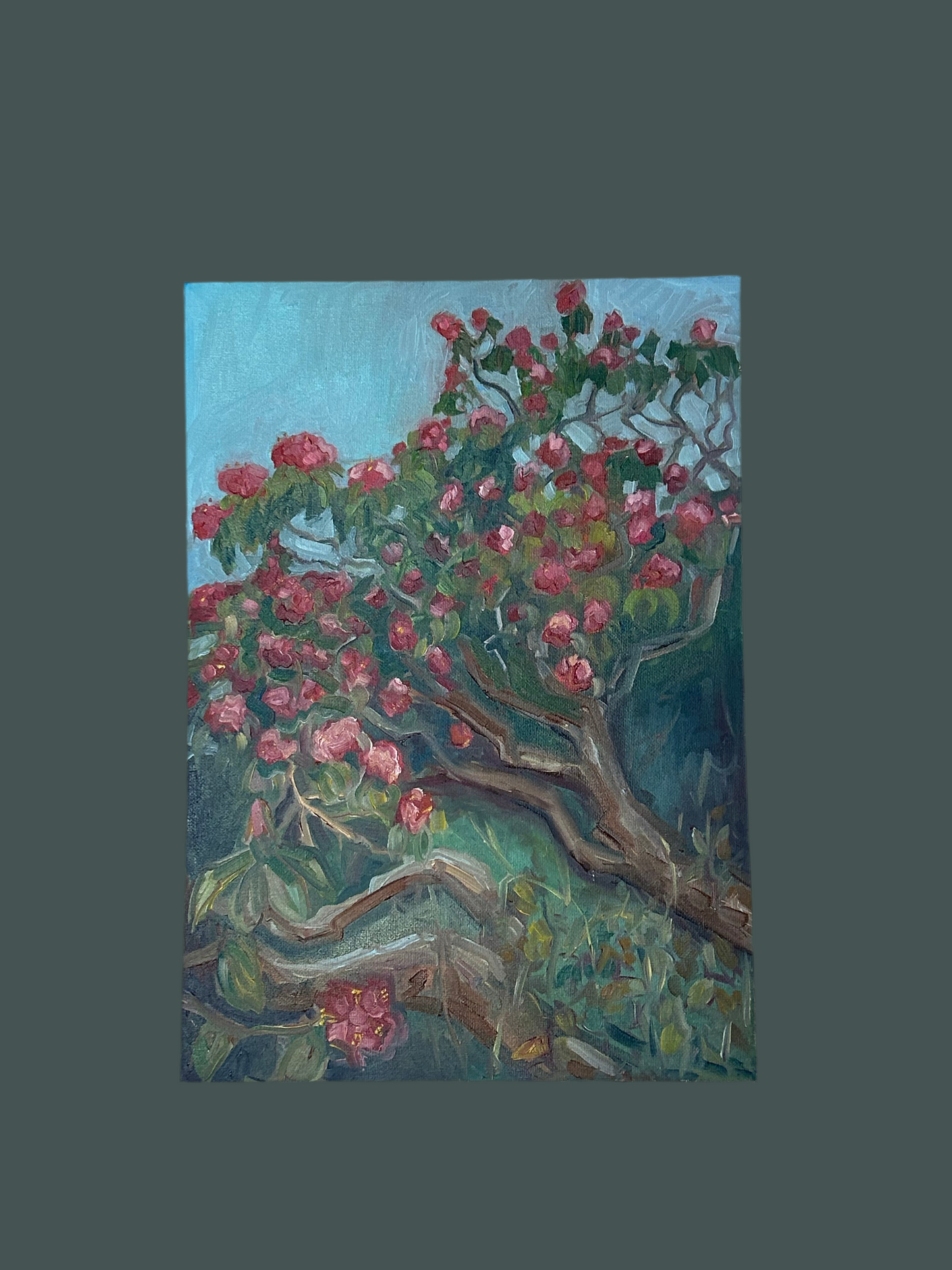 Rhododendron in Dulwich Park